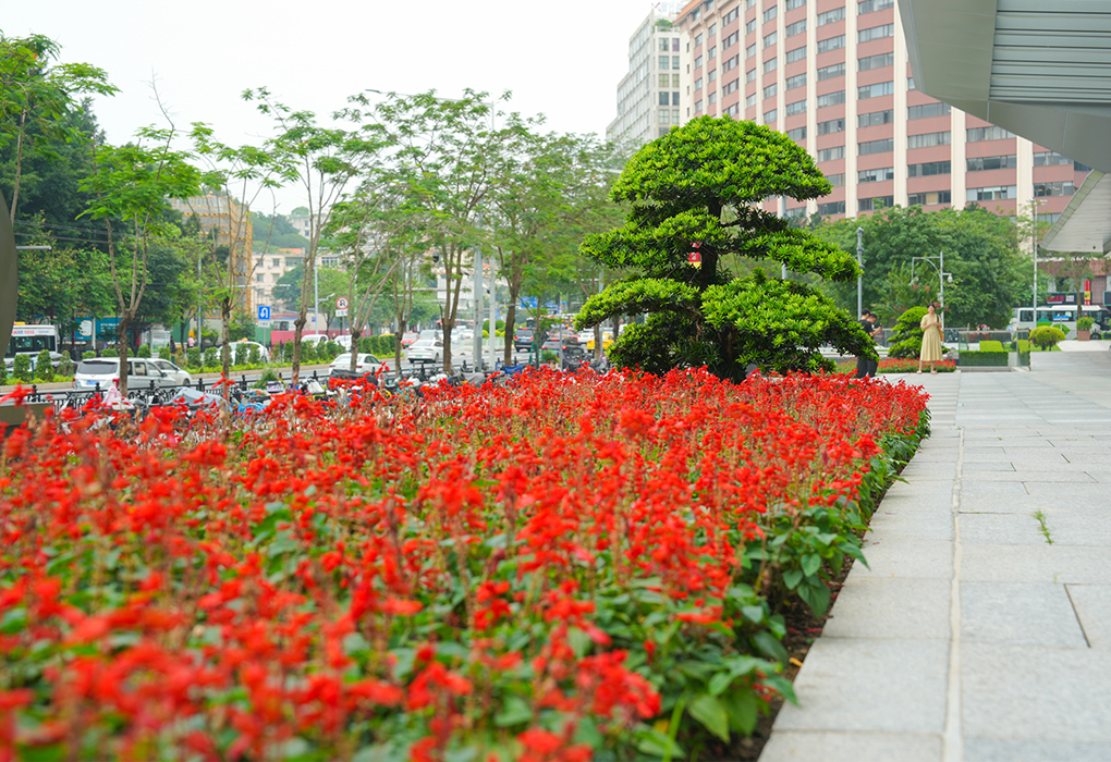 广州越秀国际聚会中心绿化养护